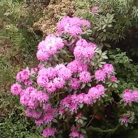 アパート Ferienwohnung Schmallenberg シュマレンベルク