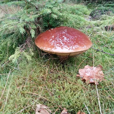 Ferienwohnung Schmallenberg * シュマレンベルク