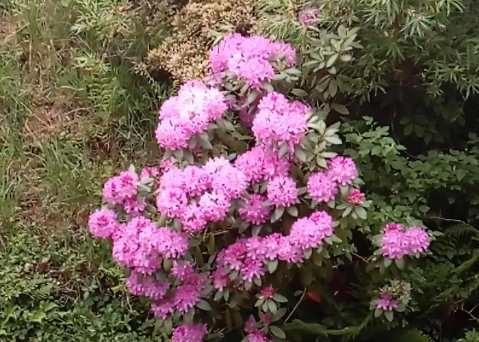 Апартаменты Ferienwohnung Schmallenberg Шмалленберг