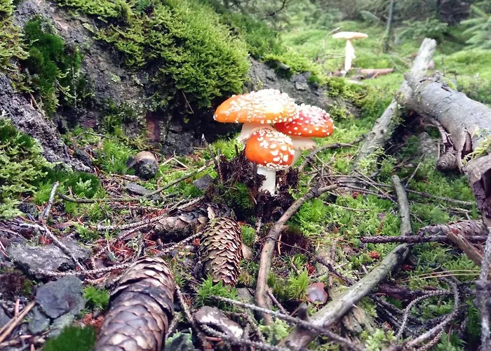 Ferienwohnung Schmallenberg Апартаменты