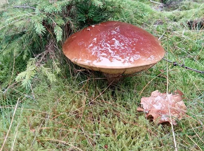 Ferienwohnung Schmallenberg * Schmallenberg